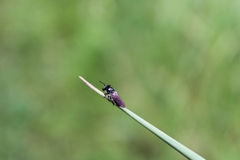 Cerotainia macrocera