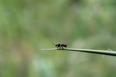 Cerotainia macrocera