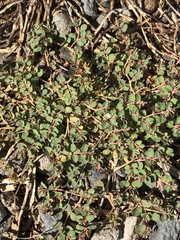 Euphorbia makinoi