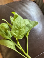 Solidago macrophylla