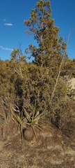 Yucca schidigera