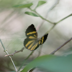 Heterusia quadruplicaria