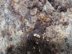 Solenopsis carolinensis