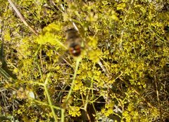 Bilacunaria boissieri