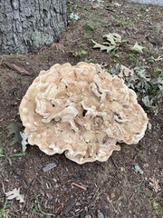 Bondarzewia berkeleyi