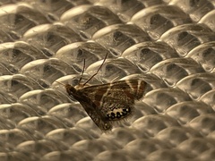 Petrophila jaliscalis