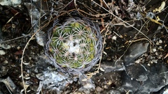 Coryphantha retusa