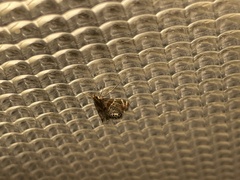 Petrophila jaliscalis