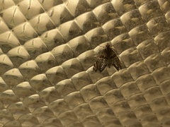 Petrophila jaliscalis