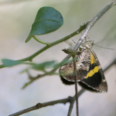 Heterusia quadruplicaria