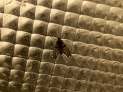 Petrophila jaliscalis