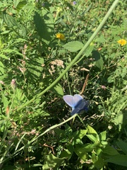 Polyommatus icarus
