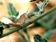 Anacridium aegyptium