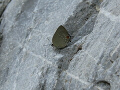 Strephonota tephraeus