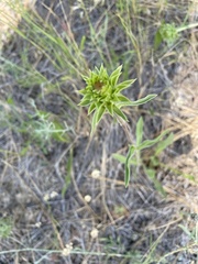 Pyrrocoma carthamoides