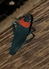 Barbinolla costaricensis