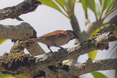 Passer domesticus