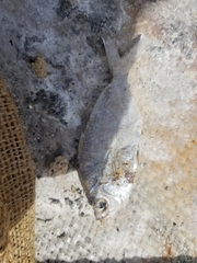 Diplodus bermudensis