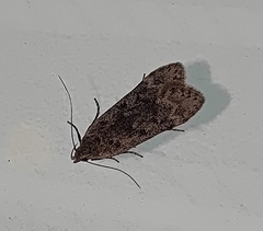 Anacampsis populella