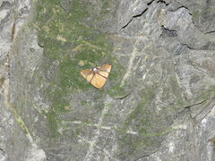 Eulepidotis julianata