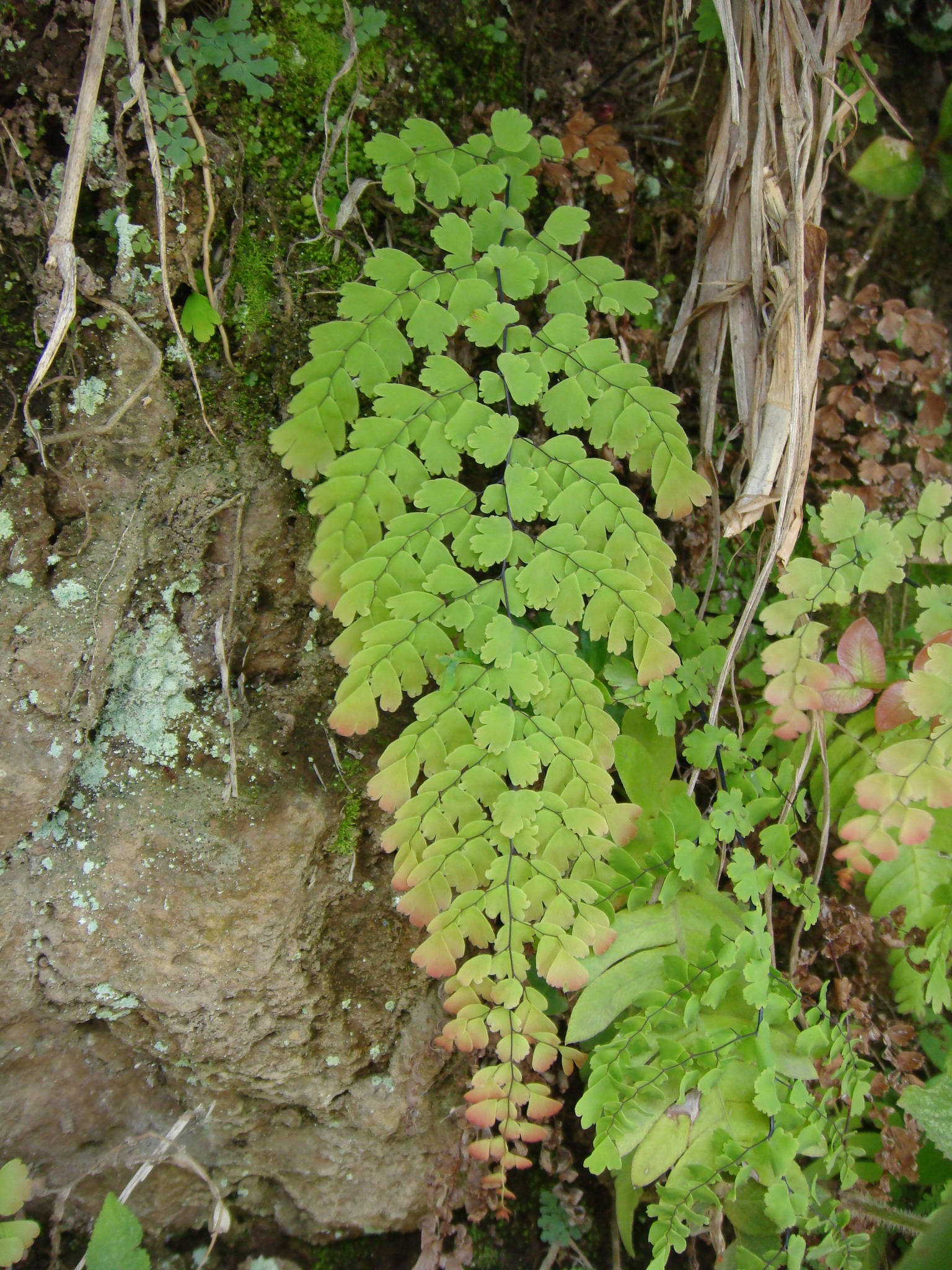 Adiantum concinnum