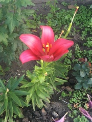Lilium