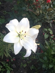 Lilium