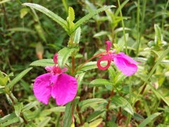 Impatiens chinensis