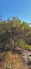 Ornithostaphylos oppositifolia
