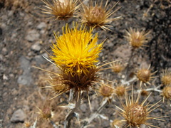 Centaurea onopordifolia