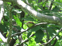 Megarynchus pitangua