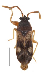 Tempyra biguttula