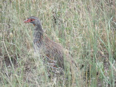 Pternistis rufopictus