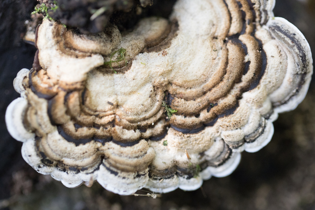 Auricularia brasiliana · July 2022 · photo: © ftsautter (iNaturalist, cc0)