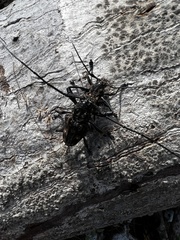 Steirastoma histrionicum