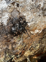 Steirastoma histrionicum