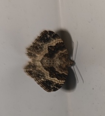 Epirrhoe alternata