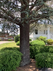 Cedrus atlantica