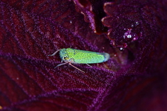 Versigonalia vermiculata