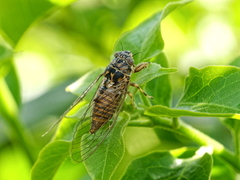 Cicadettini