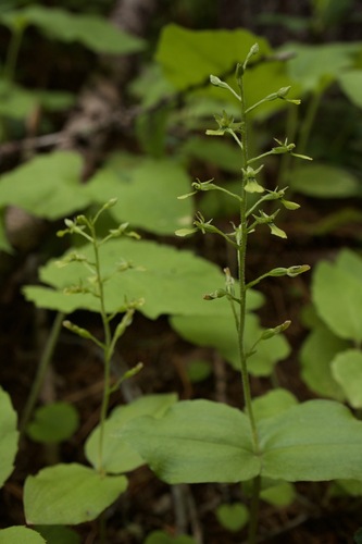 northwestern twayblade (Listera caurina)