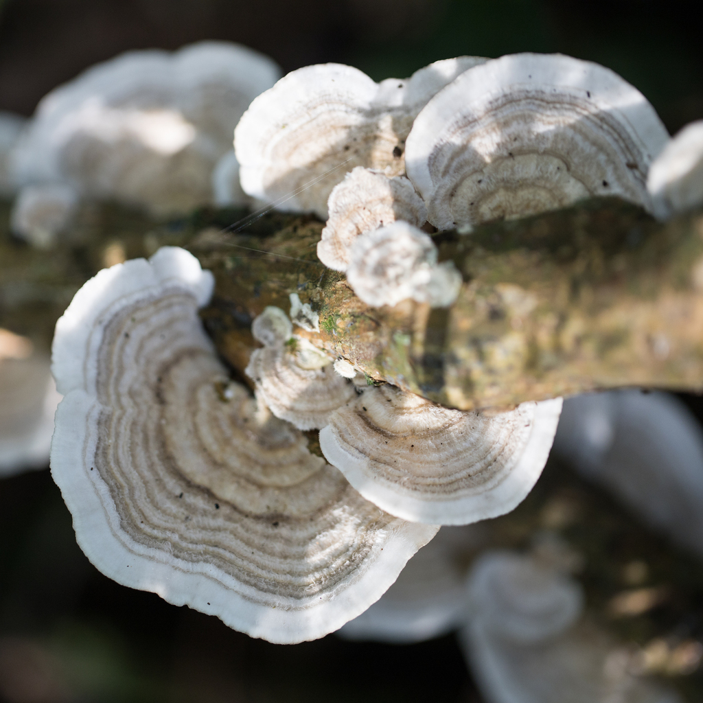 Trametes pavonia · July 2022 · photo: © ftsautter (iNaturalist, cc0)