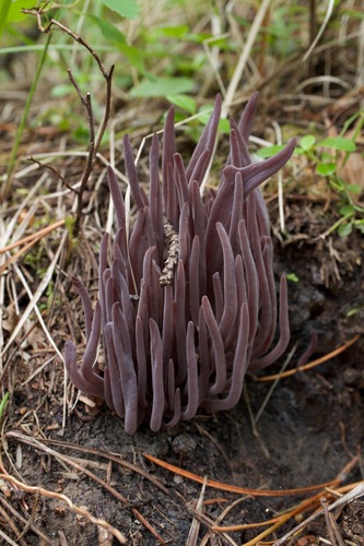 Purple Spindles