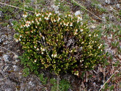 Cassiope tetragona