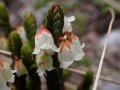 Cassiope tetragona