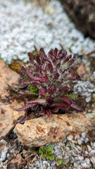 Pedicularis lanata
