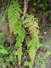 Adiantum concinnum
