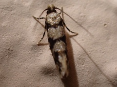 Eudarcia haliplancta
