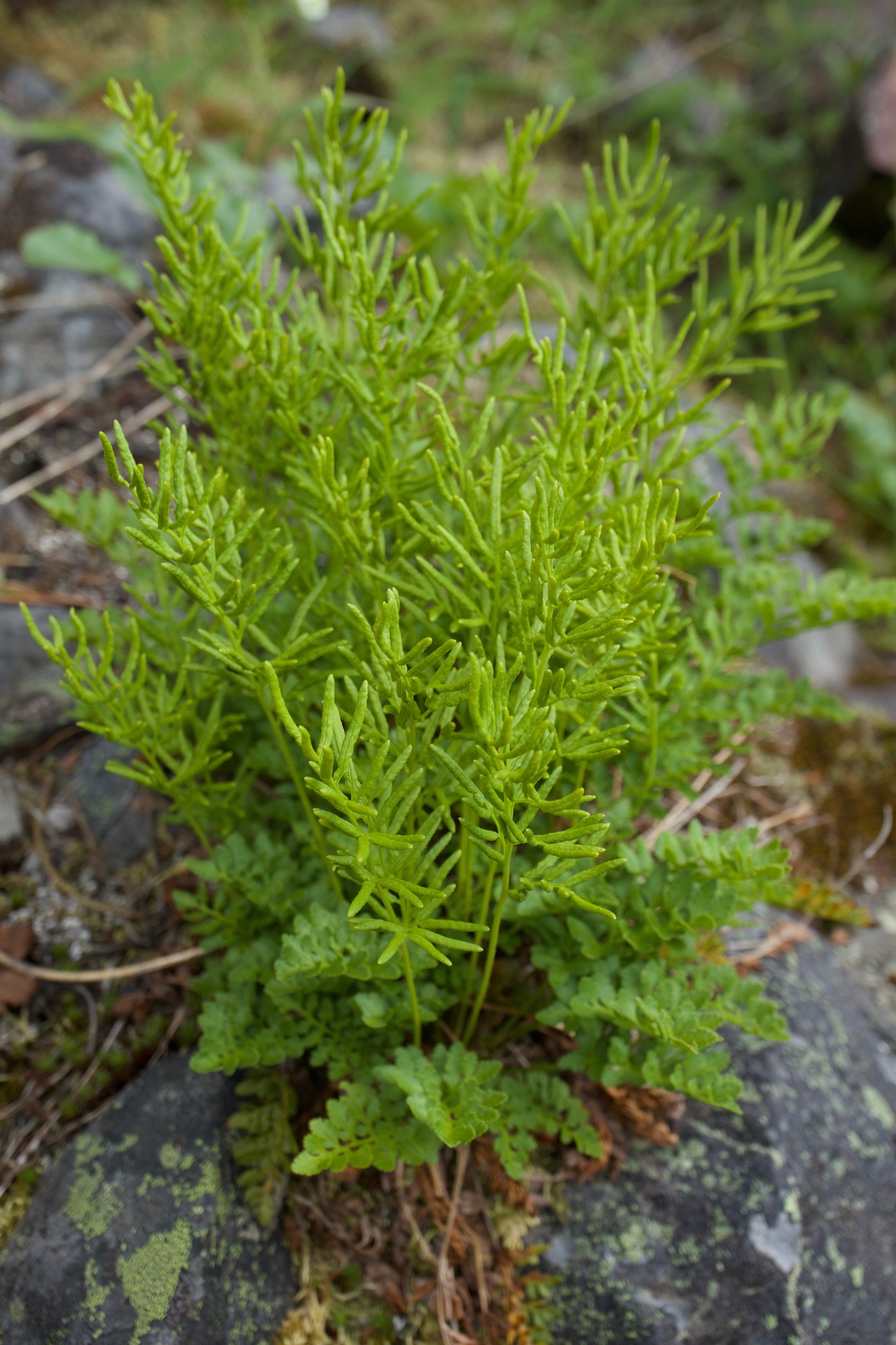 Cryptogramma acrostichoides