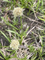 Calliscirpus criniger